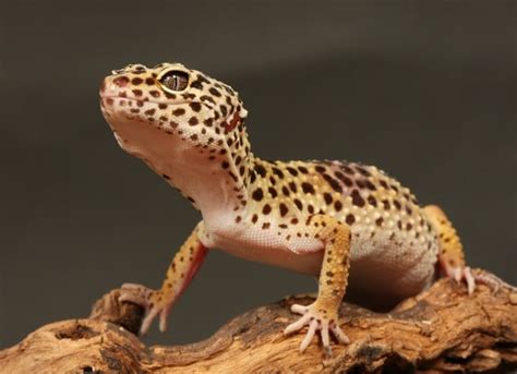 The 5 Best Reptiles And Amphibians For Kids Petmd