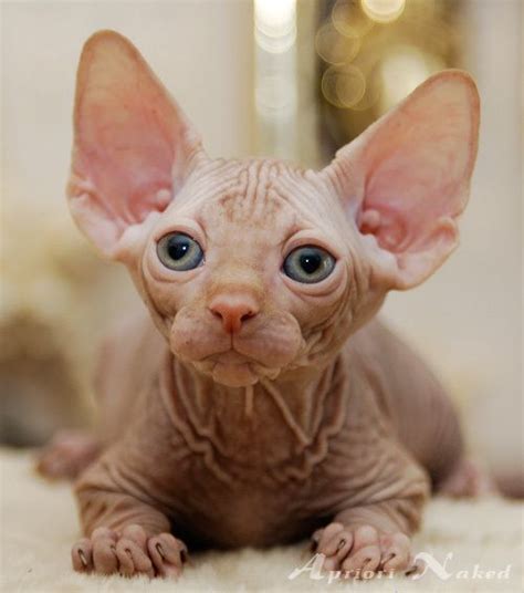 17 Best Images About Future Cat Friend On Pinterest Cats Cornish Rex