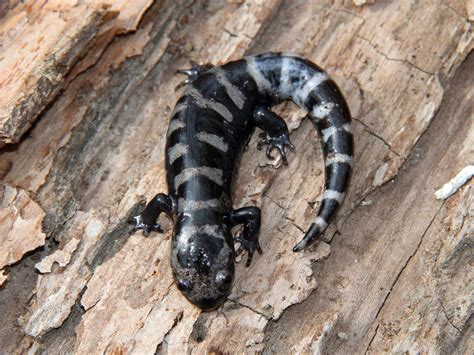 Marbled Salamander EwA Guide To The Reptiles And Amphibians Of The