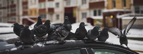 Our products are safe for children and pet friendly! Are Pigeons Causing Damage to Your Las Vegas Home? | Pest ...