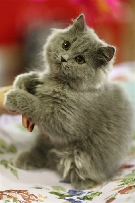 14 Best Cute Gray Kittens Images On Pinterest Adorable
