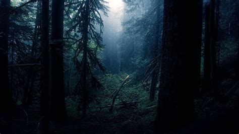 Black Forest Wallpapers Wallpaper Cave