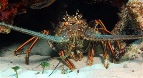 VIDEO: Spiny Lobster Seasons Set To Begin July 26, 27 and ...