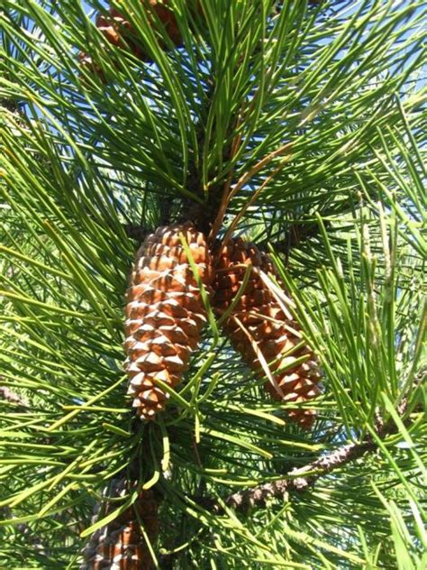 Pin Maritime Pinus Pinaster Huile Essentielle