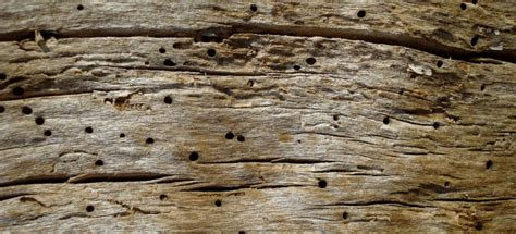 Insecticides kill insects and other arthropods; How to Get Rid of Woodworm in the Furniture