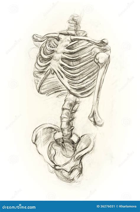 Learning Drawing Skeleton Stock Illustration Illustration Of Biology