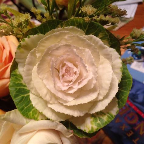 Cabbage Rose Cabbage Cabbage Roses Vegetables