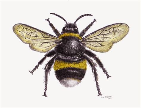 Tim Freeman Design And Illustration Bumble Bee