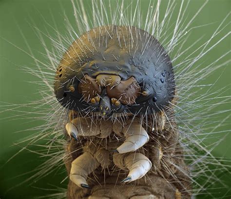 Other small dimension techniques are the atomic force microscope, the focused ion beam and the helium ion microscope. Caterpillar's closeup under an electron microscope ...