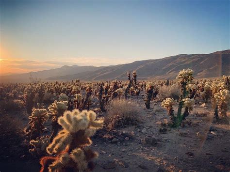 Cholla cactus garden trail,located in joshua treenational park,california,is a great stop on your joshua tree national park adventure! I got up at 3:50 to wait and catch this shot. Cholla ...