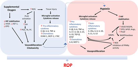 Role Of Oxidative Stress And Inflammation In The Pathogenesis Of Rop
