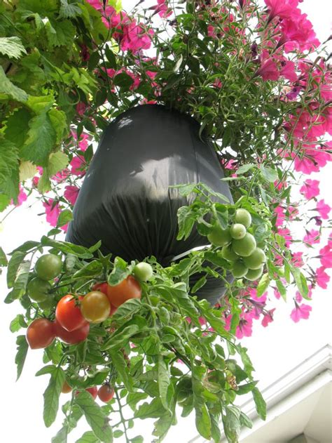 Use the end of a pencil or your finger to poke two shallow holes in the soil in the seed. Tumbler Tomatoes | Upside down tomato planter, Growing ...