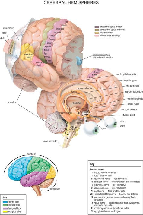 Anatomy Pictures Medical Knowledge Brain Anatomy Medical Anatomy