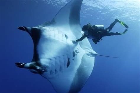 The Giant Oceanic Manta Ray Can Grow Up To Have A 29 Ft Wing Span