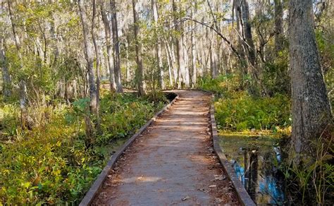 Swamp Fever At Jean Lafitte National Historical Park And Preserve