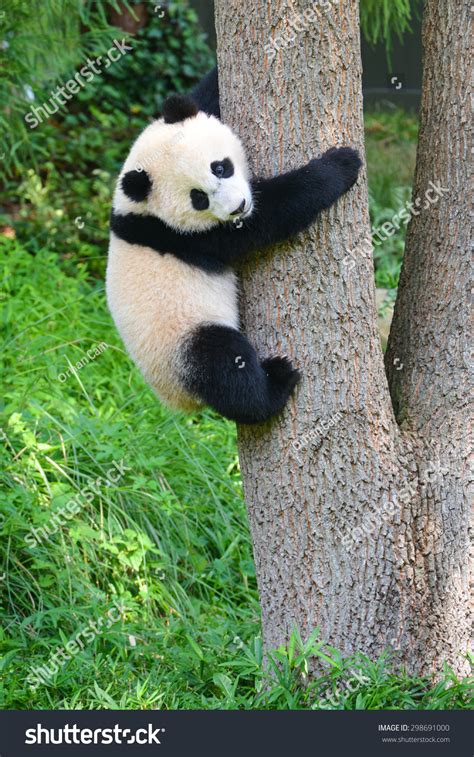 Baby Panda Climb Tree Stock Photo 298691000 Shutterstock