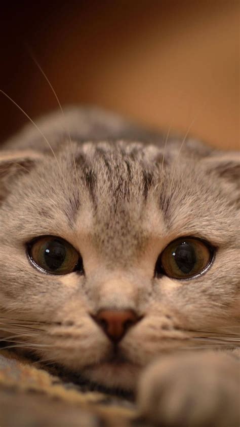 17 Best images about Animal Wallpaper for iPhone on ...