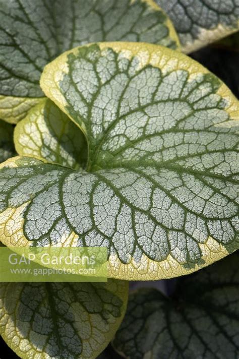 Gap Gardens Brunnera Macrophylla Kings Ransom Image No 0147890