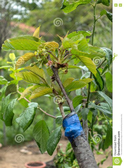 Why is it necessary to vegetatively propagate most tree fruit and nut cultivars by grafting (or budding)? Grafting on fruit tree stock image. Image of cherry ...