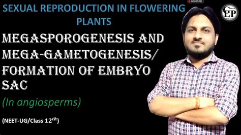 Megasporogenesis And Megagametogenesisformation Of Embryosac In