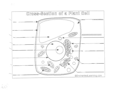 It enables the vacuoles to. Plant Cell Diagram 7th Grade Luxury Hoelzle Mr B Science ...