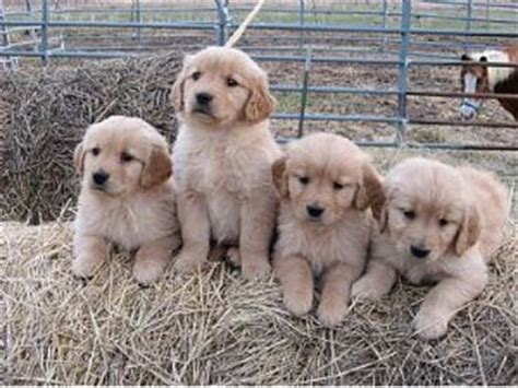 Serving the intermountain west, accepting and placing dogs in utah, idaho, montana, wyoming, colorado, arizona and nevada. Golden Retriever Puppies in Minnesota