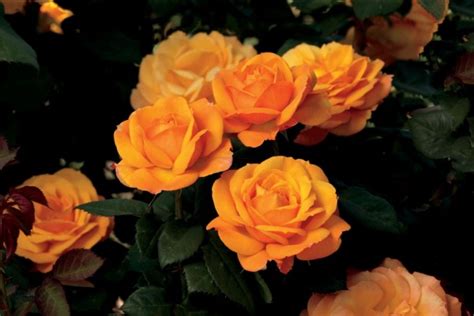 Golden Delicious Hybrid Tea Garden Roses Pococks Roses The Cornish Rose Company