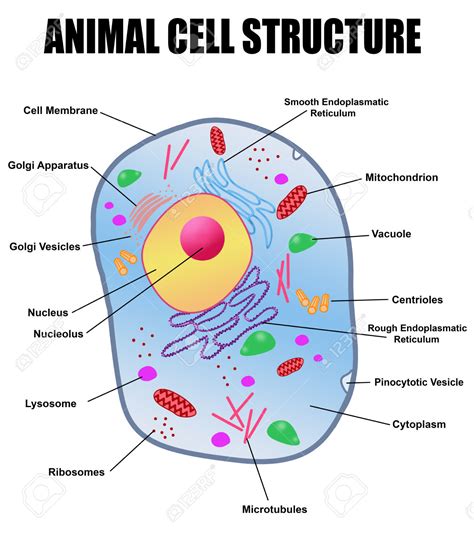 We did not find results for: free clipart of an animal cell membrane - Clipground