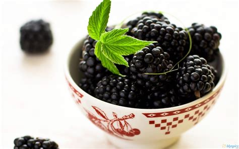 Free Best Pictures Blackberry Fruit Wallpapers 1920x1200 Wide