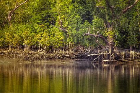 Sundarbans National Park India Heritage Sites