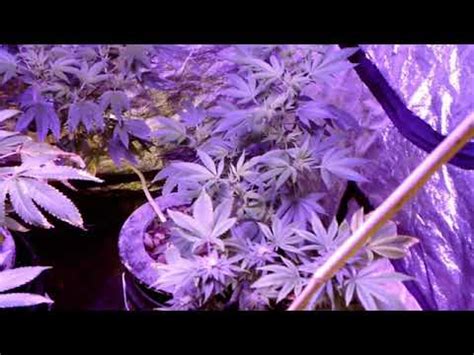 This lights actual power draw is 110w you could easily get 5+ years running this light 18hrs a day. ***Giixer 1000W LED Grow Light Update*** - YouTube