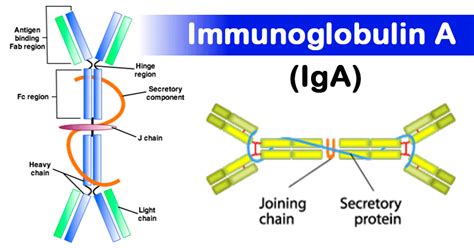 Immunoglobulin A Iga Structure Subclasses And Functions