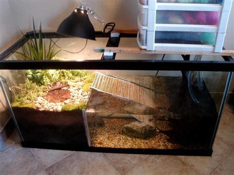 How To Properly Take Care Of A Big Tortoise Turtle Tank Pet Turtle