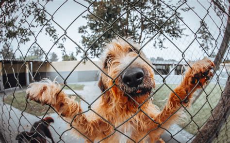 Best portable dog fence is the best pick for those people who really tens about the security of the dog. Portable Dog Fences For Camping UK - Camping cubs