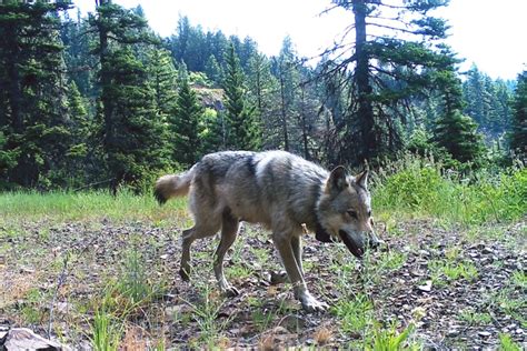 Endangered Gray Wolves Are Being Poisoned In Washington State