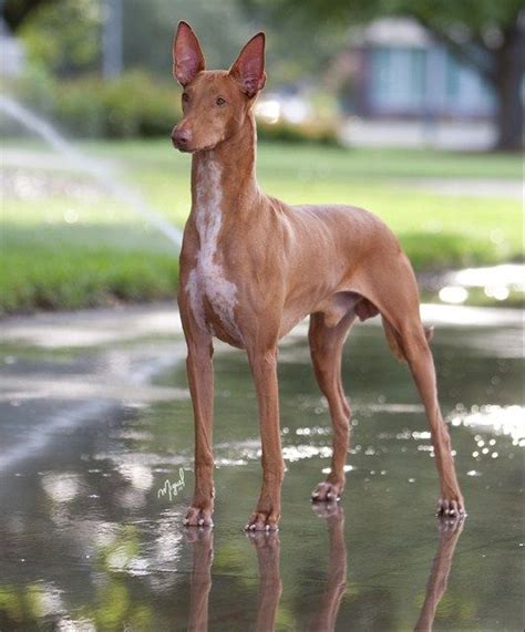 Maybe you would like to learn more about one of these? 1000+ images about Pharaoh Hound on Pinterest