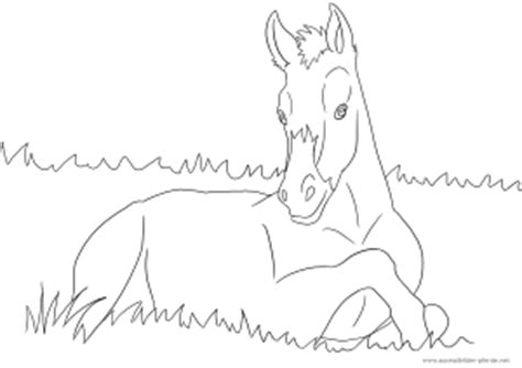 Unsere pferde zum ausmalen dürfen gerne individuell gestaltet werden. Ausmalbild mit Pferd - Fohlen | Ausmalbilder Pferde ...