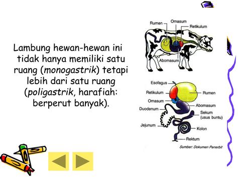 8 susunan gigi hewan ruminansia i = insisivus = gigi seri c = kaninus = gigi taring p = premolar = geraham depan m = molar = geraham belakang 3 rahang atas m p c i jenis gigi 4 rahang bawah. PPT - SISTEM PENCERNAAN HEWAN RUMINANSIA PowerPoint ...