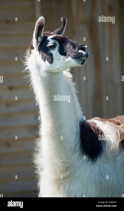 Portrait Of A Llama Lama Glama Stock Photo Alamy