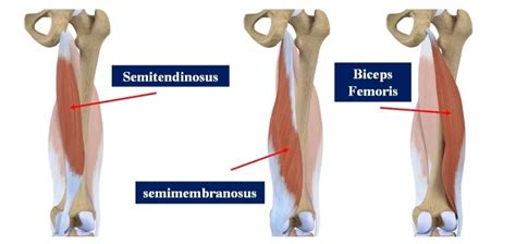 Semitendinosus Muscle Origin Nerve Supply Function Rxharun