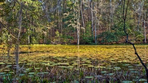 Lake Talquin State Forest Florida Hikes