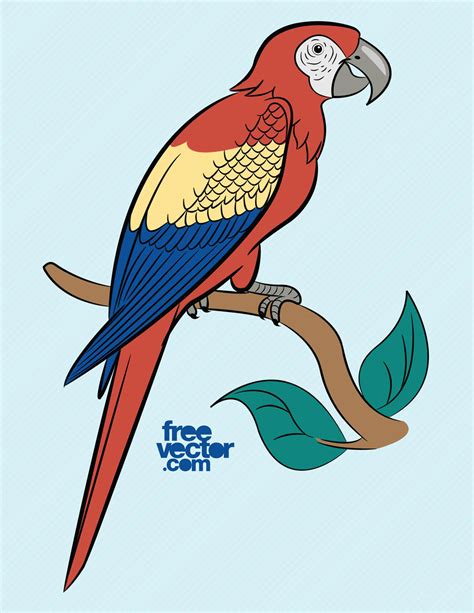 Parrot Vector Art And Graphics