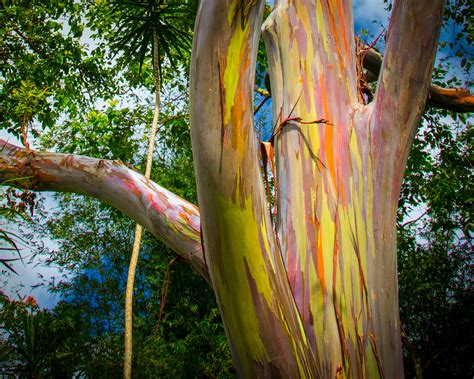 The Philippines Most Bizarre Tree The Rainbow Eucalyptus The