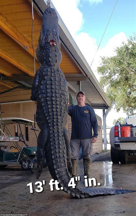 catch of the day whopping 900lb 13ft alligator that feasted on livestock around a south