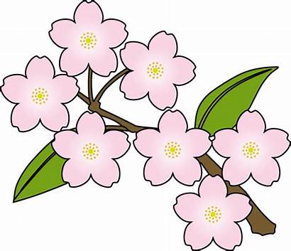 Sakura Blossom Cherry Clipart Clip Flower Blossoms