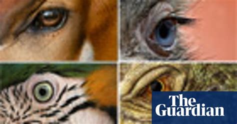 Eye Spy Can You Identify An Animal By Its Eye Quiz Global The