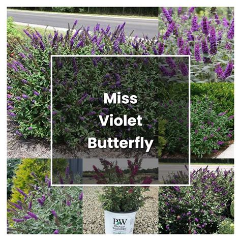 How To Grow Miss Violet Butterfly Bush Plant Care And Tips