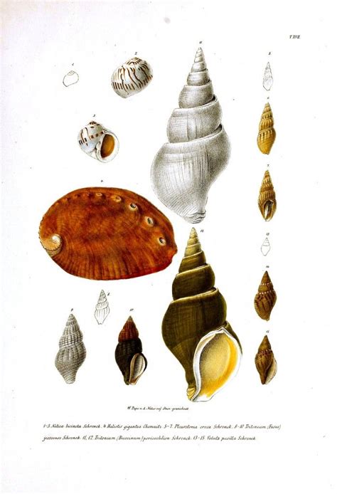 Sea Shells Vintage Printable Printable Designs Printables Vintage