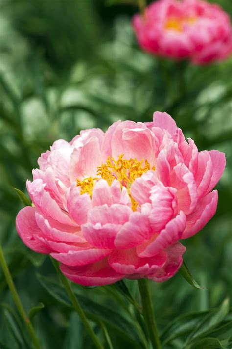 X research source if you're planting peonies that have already begun to bloom or flower, plant them in the early spring to ensure that they fully bloom before winter comes. How and When to Prune Plants and Trees - Best Time to Prune