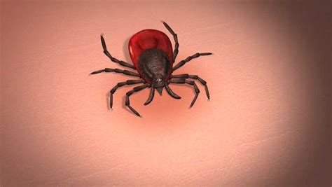 Cdc Warns Mainers To Beware Of Lyme As Warm Season Starts